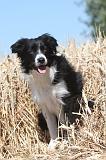 BORDER COLLIE 156